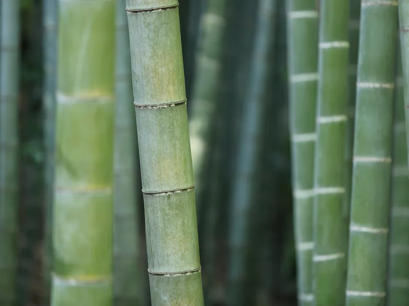Cây tre — nguồn gốc của sợi vải bamboo viscose