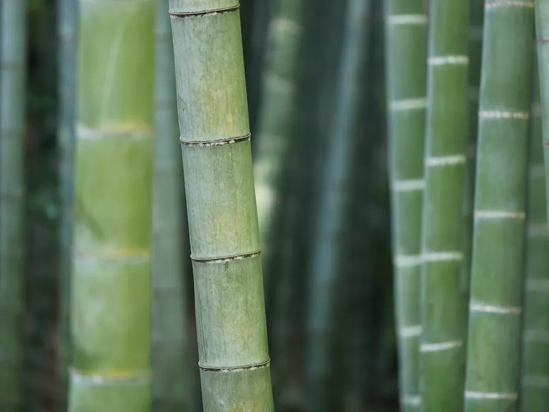 Cây tre — nguồn gốc của sợi vải bamboo viscose
